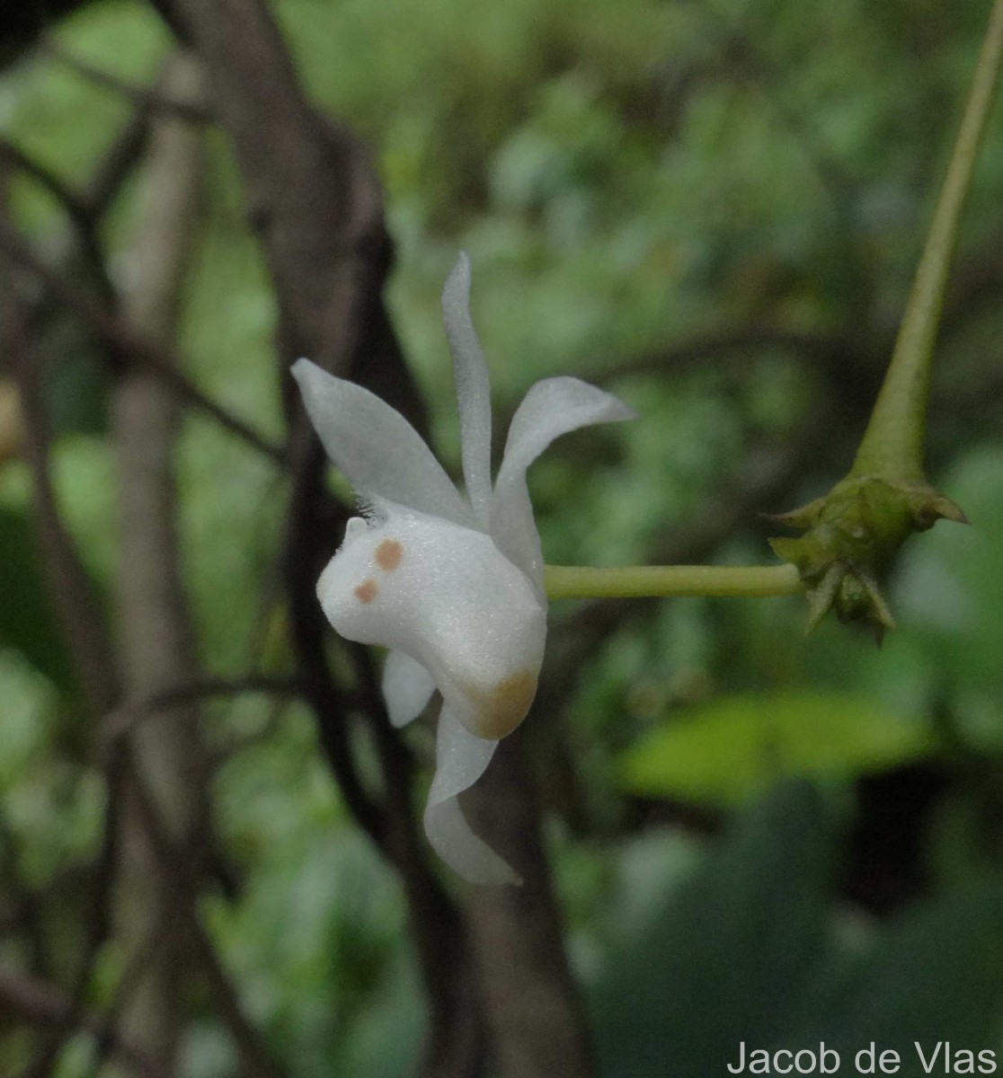 Thrixspermum pulchellum (Thwaites) Schltr.